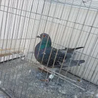 کبوتر|پرنده|مرودشت, پشت سایپا‎|دیوار