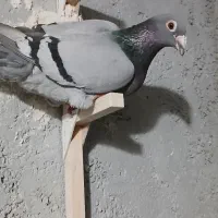 کبوتر شامی پولکی