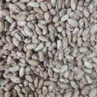 انواع لوبیا و لپه تمیز و بسته بندی شده|خوردنی و آشامیدنی|گلبهار, شهر جدید گلبهار|دیوار