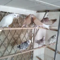 کفتر پرشی درجه یک خوش رنگ|پرنده|قم, باغ اشرافی|دیوار