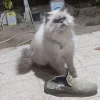 فروش گربه پرشین