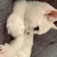 گربه|گربه|اسکو, |دیوار