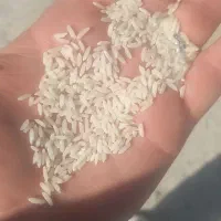 برنج دورود لرستان عطری و درجه یک|خوردنی و آشامیدنی|فرمهین, |دیوار