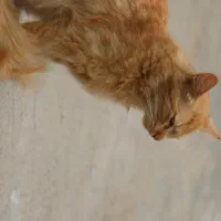 دوتا گربه واگذاری|گربه|کلاله, |دیوار