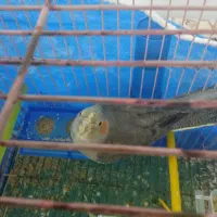 عروس هلندی سالم خونگی ماده|پرنده|شبانکاره, |دیوار