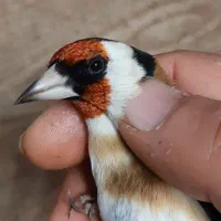 سهره رسمی نر ضمانتی|پرنده|مشهد, حسینآباد|دیوار