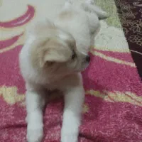 سگ ماده