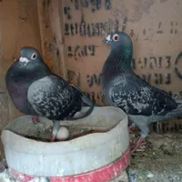 نرماده مسافتی|حیوانات مزرعه|زابل, |دیوار
