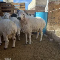 پنج عدد بره نره  فروش جمعی وتکی