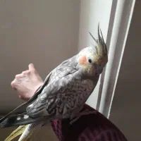 عروس هلندی نربسیار دستی|پرنده|کرج, شهرک فهمیده|دیوار