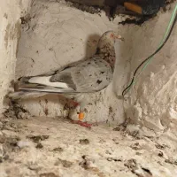 کبوتر هفت رنگ|پرنده|بوئین زهرا, |دیوار