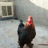 کوشین|پرنده|مشهد, نیزه|دیوار