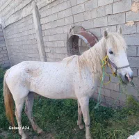 اسب ماده