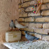 موشی نقره ای و سبز پولک