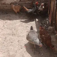 مرغ‌تخمی