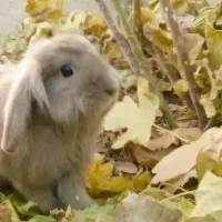 خرگوش|موش و خرگوش|حمیدیا, |دیوار