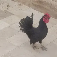خروس ، مرغ عشق ، فنچ|پرنده|قم, نیروگاه|دیوار