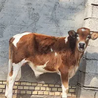 سه عدد گاو نر