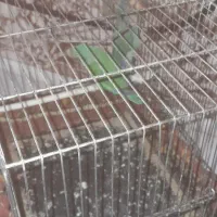 یک جفت کوتوله برزیلی