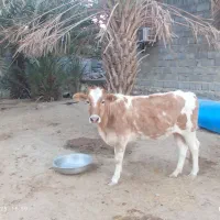 حیوانات|حیوانات مزرعه|میناب, |دیوار