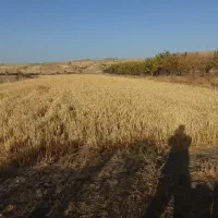 فروش زمین کشاورزی