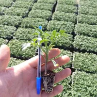 تولید و تامین انواع نشا جهت کشت زمستانه و بهاره