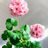 گل شمعدونی همه رنگ|گل و گیاه طبیعی|ری, علایین|دیوار