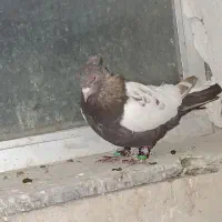 سه تا حیوون