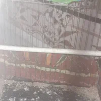 یک جفت کوتوله برزیلی|پرنده|سلامی, |دیوار