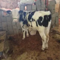 گاو و گوساله