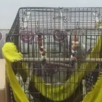 عروس هلندی|پرنده|آبادان, |دیوار