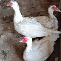 خروس سلطان و اردک