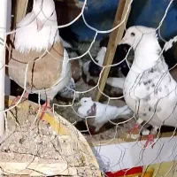 با عرض سلام ۶ تا کبوتر رنگی