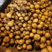 سیب زمینی سانتا402 وراموس401