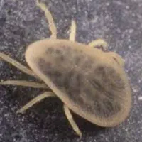 سمپاشی منازل وادارت کلینیکو....