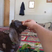 فروش هشت راس کهره دو رگ سانن با کیفیت