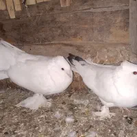 کبوتر تزئینی