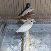 فنج بنگالی قناری سهره