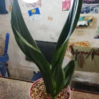 گل سانسوریا