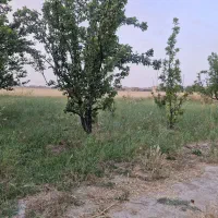 فروش زمین