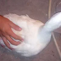 یکی اردک دارم