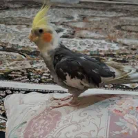 عروس هلندی گمشده