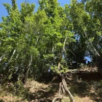 زمین ، باغ  ۷۳۶۳ متر مربع( کوار ، تفیهان )