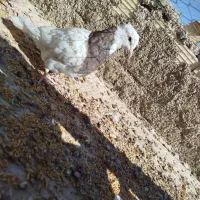 چهار تا باهم 800تکی200|پرنده|طبس, |دیوار