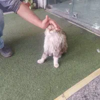 واگزاری گربه