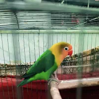 طوطی برزیلی سرحال وبازیگوش