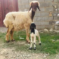 گوسفند بره در هیکلی