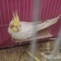 عروس هلندی سخن گو و کتوله