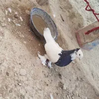 کبوتر|پرنده|لردگان, |دیوار