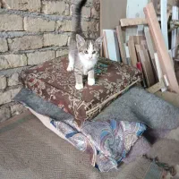 گربه بازیگوش